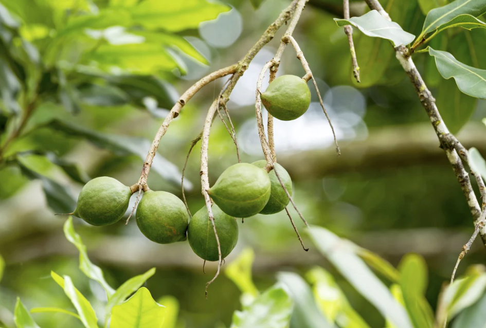 Macadamia Nut hanging on a tree